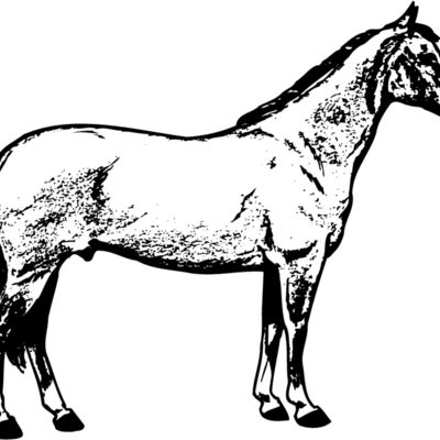 HORSE020 Thumbnail