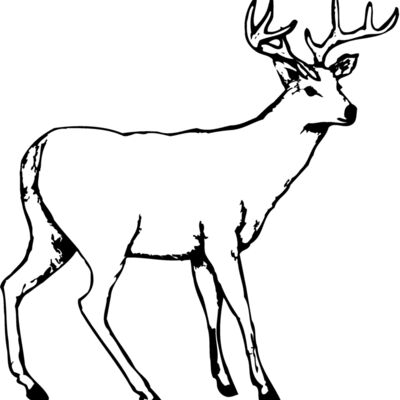 Deer Thumbnail